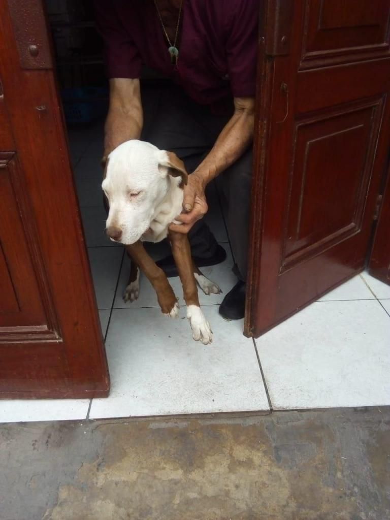 PITBULL RED NOSE DE 5 MESES HEMBRA