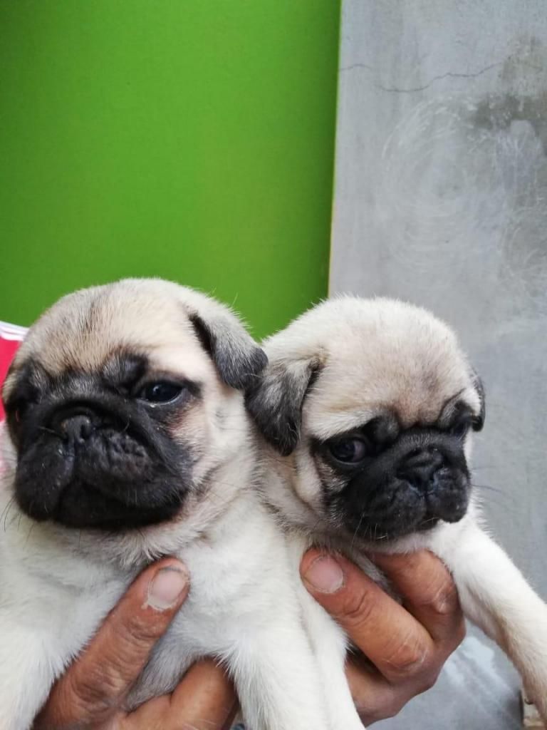 PUG CARLIÑOS CACHORRITOS VENDO