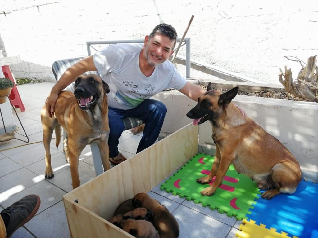 Pastor Belga Malinois de trabajo