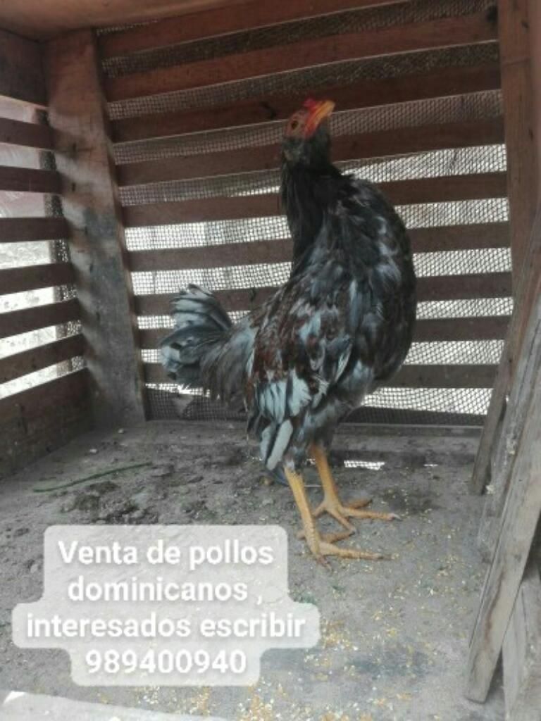 Pollos Línea Dominicana