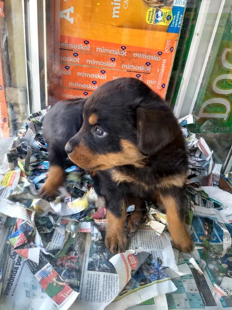 Rottweiler Hembritad