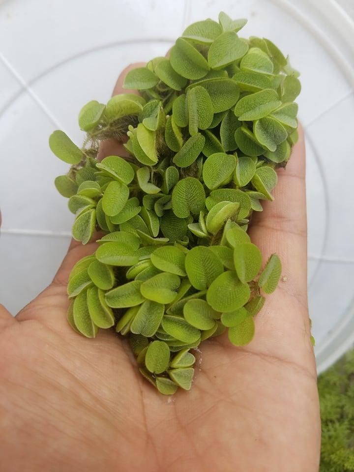 Salvinia Planta Acuática para acuario, Acuarios plantados,