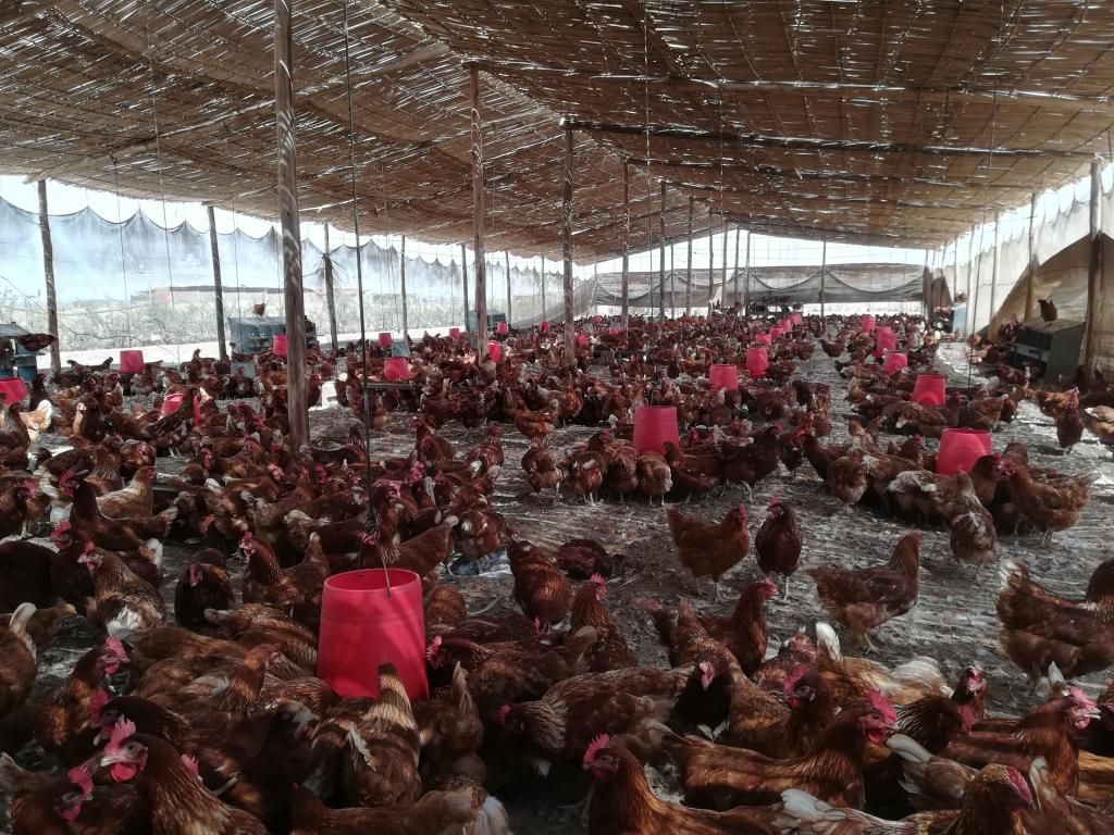 Se vende gallinas ponedoras de 35 semanas en postura
