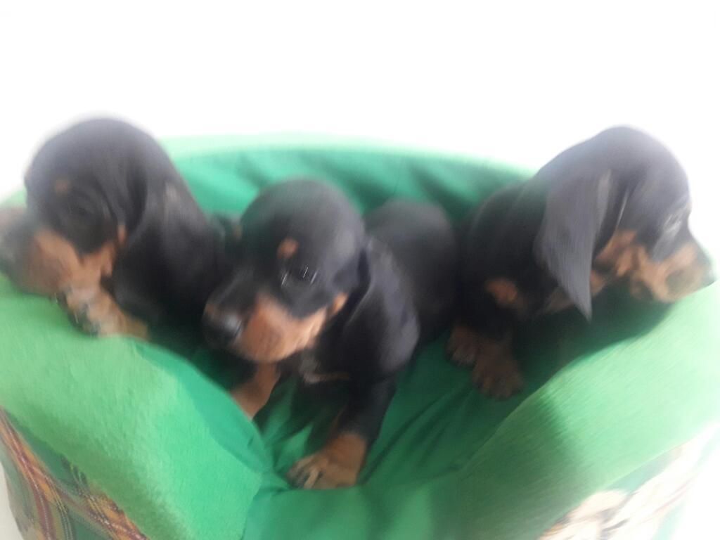 Teckel Salchicha Cachorros