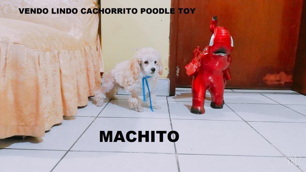 Vendo Cachorrito Poodle Toy:::::: SOLO FAMILIAS