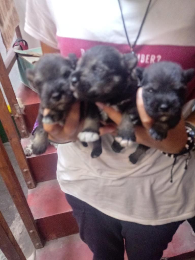 Vendo Cachorros Schnauzer