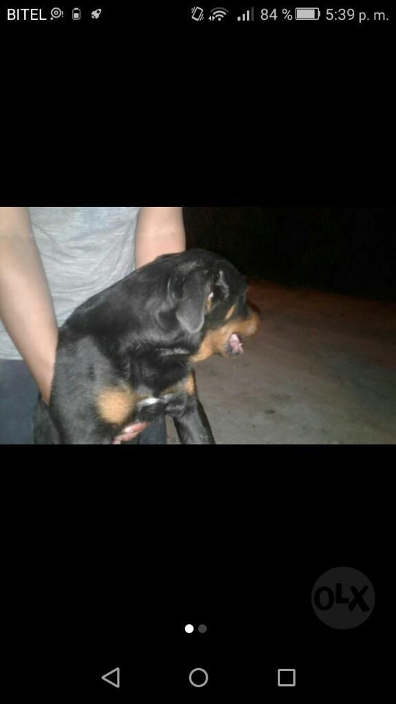 Vendo Cachorrros Rott Weiler