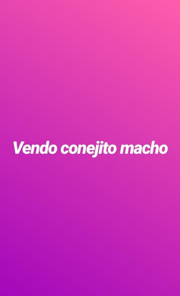 Vendo Mi Conejito Macho