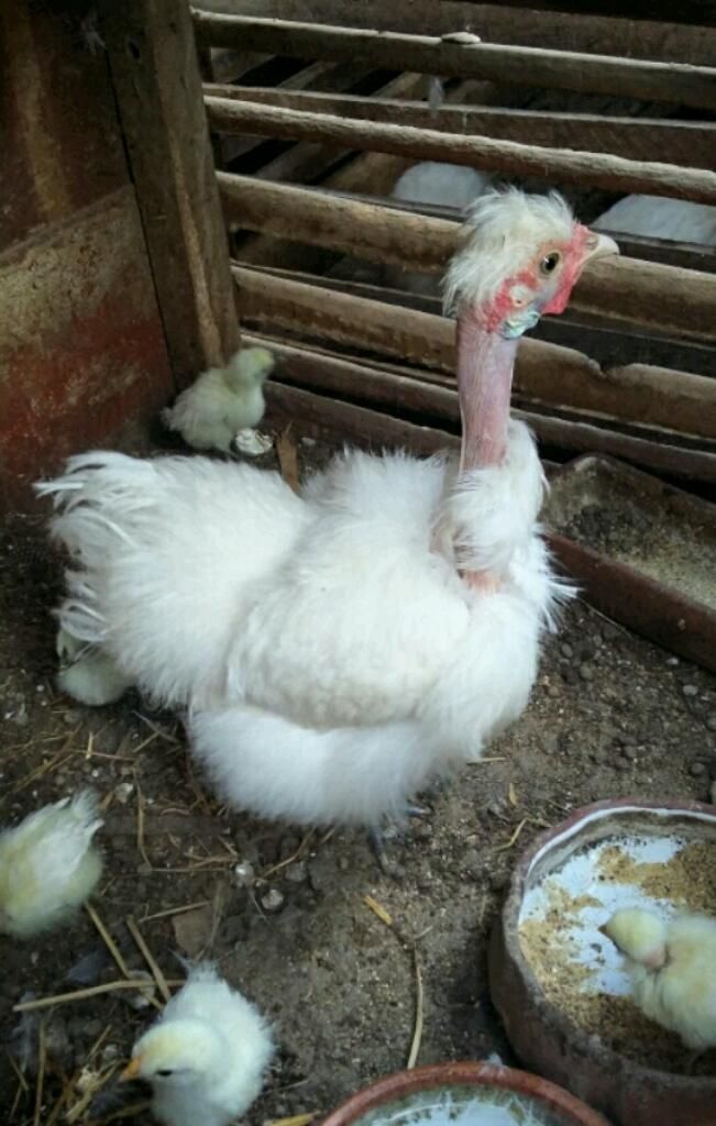 Vendo Sedosos Gallina Y Gallo C Pollos