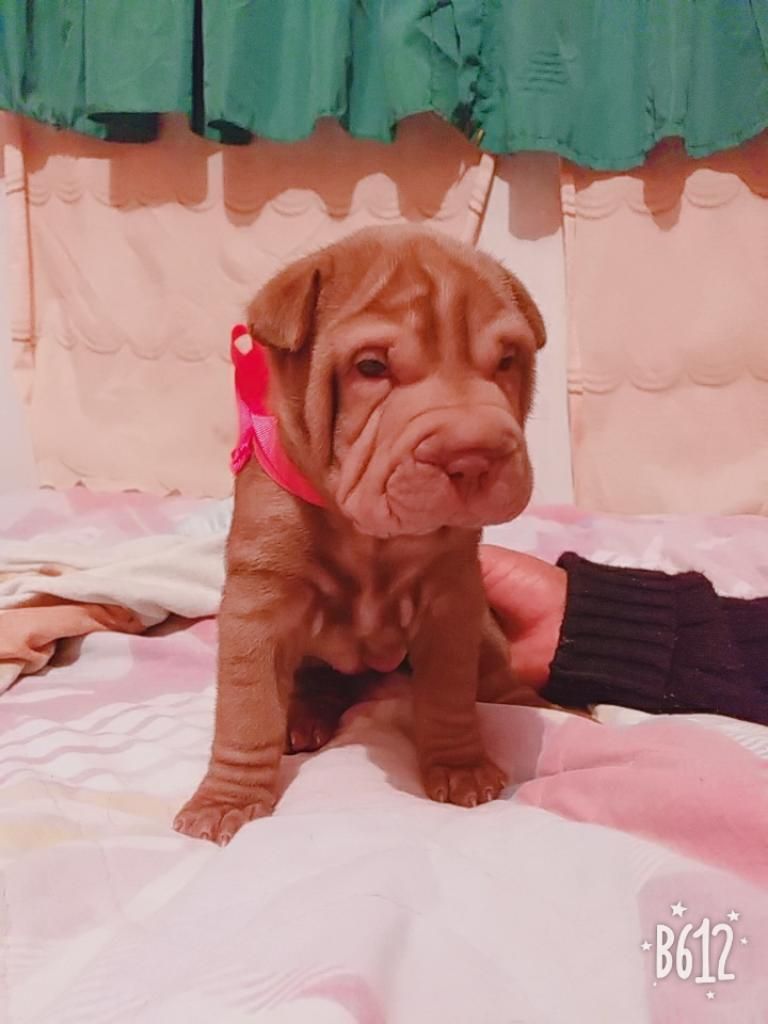 Vendo Shar Pei (arequipa)