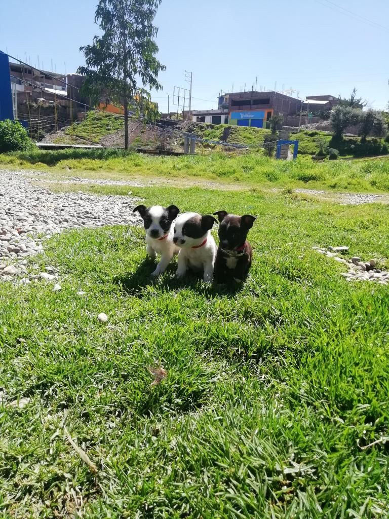 Venta de cachorros Chihuahua cel