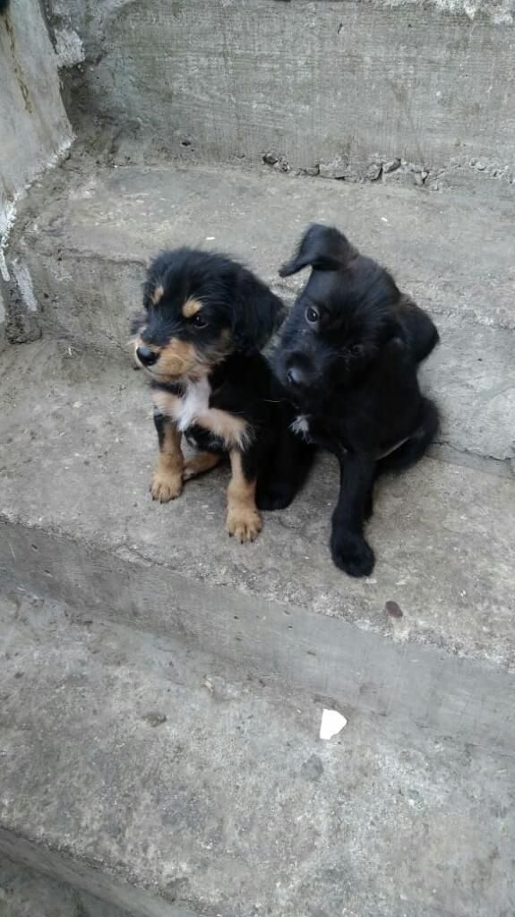 en Adopcion Responsable