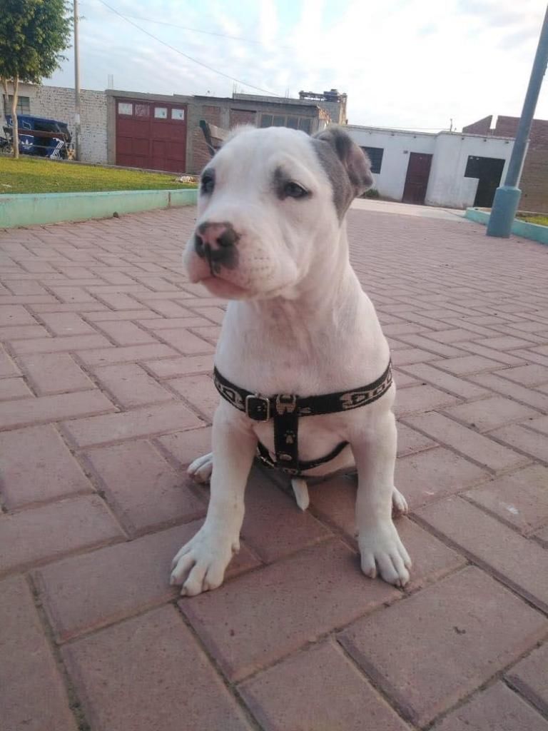 se vende cachorra