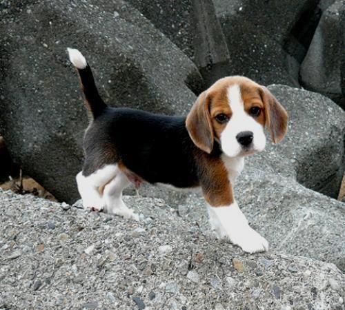 tricolores cachorros beagles