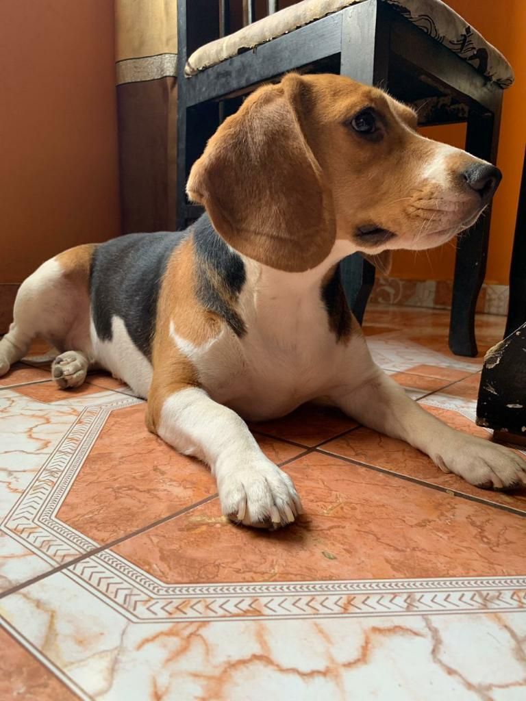 Beagles Busco Pareja Urgente