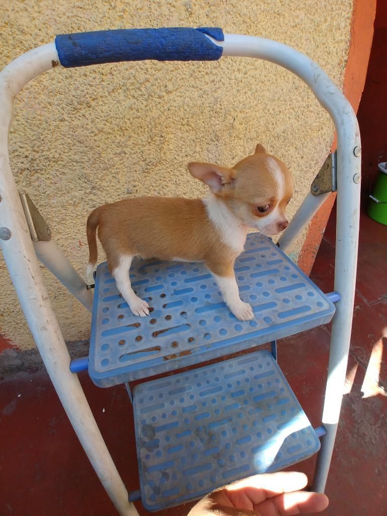 Cachorra Chihuahua en Venta