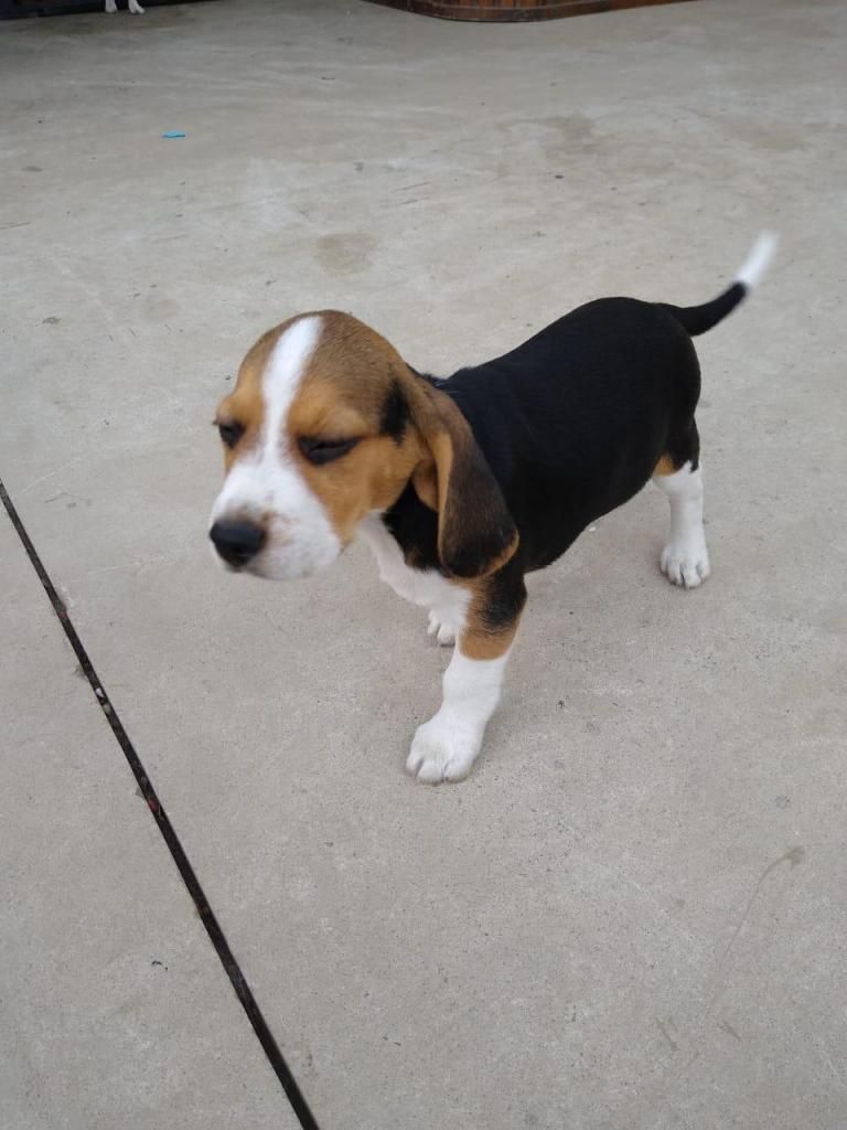 Cachorro Beagle Tricolor