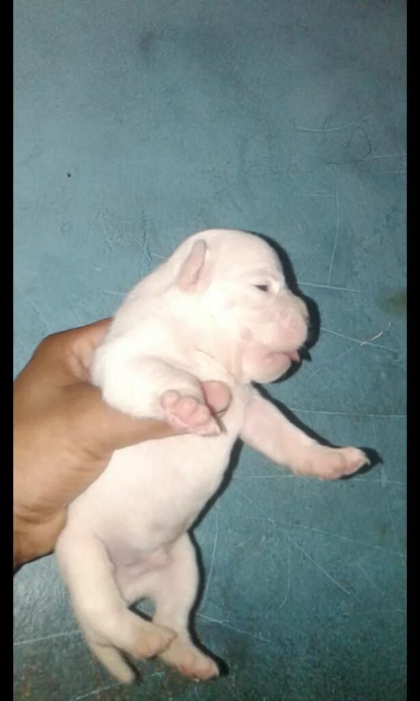 Cachorros American Bully