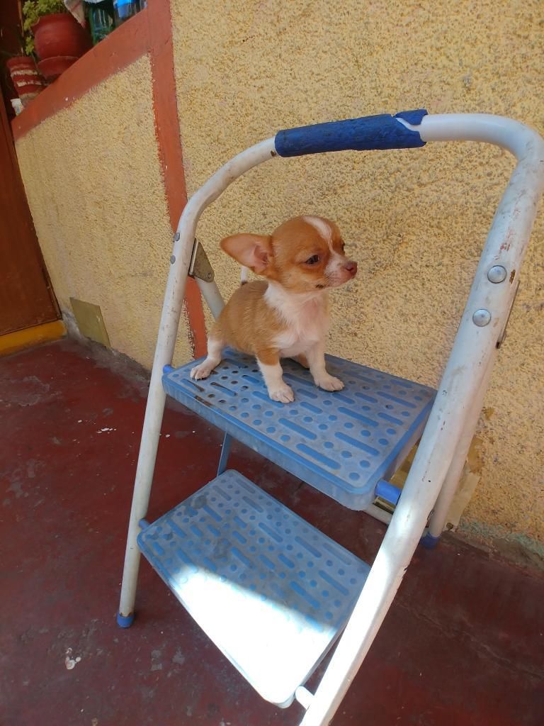 Cachorros Chihuahua