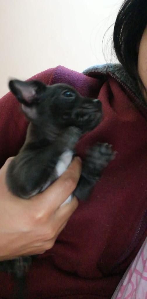 Chihuahua Machito