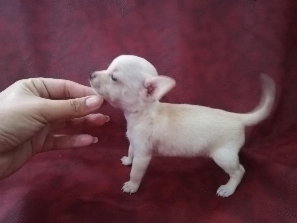 Chihuahua Mini Toy - Micro Toy Macho
