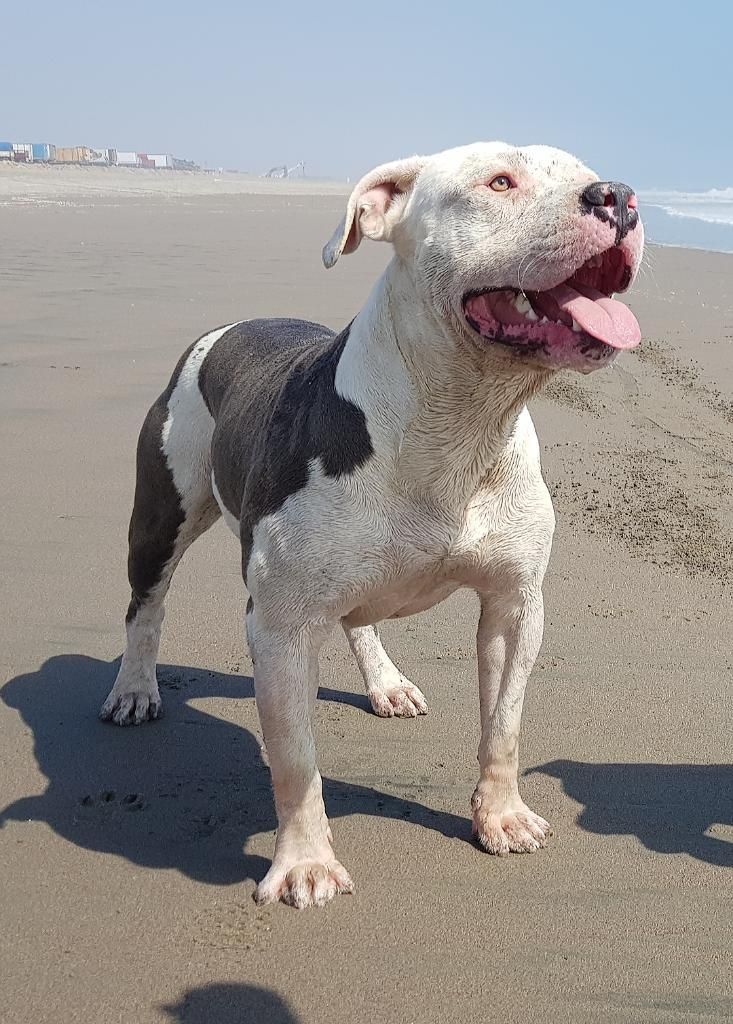 Servicio de Monta Pitbull O Fusion