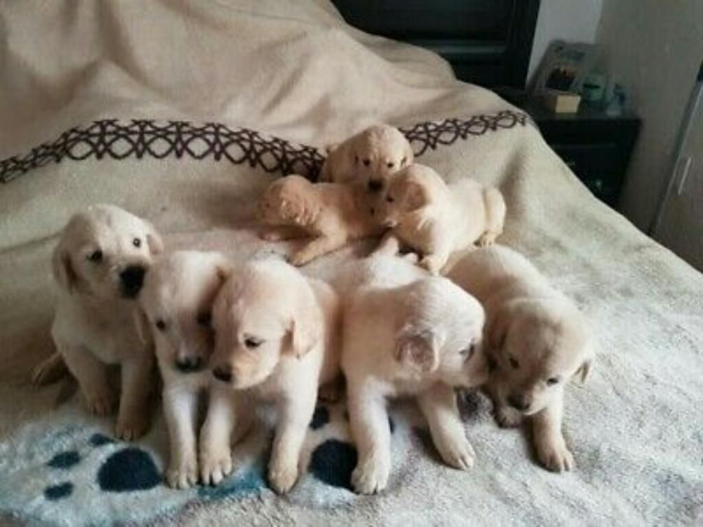 Venta de Cachorros Golden Retrievers