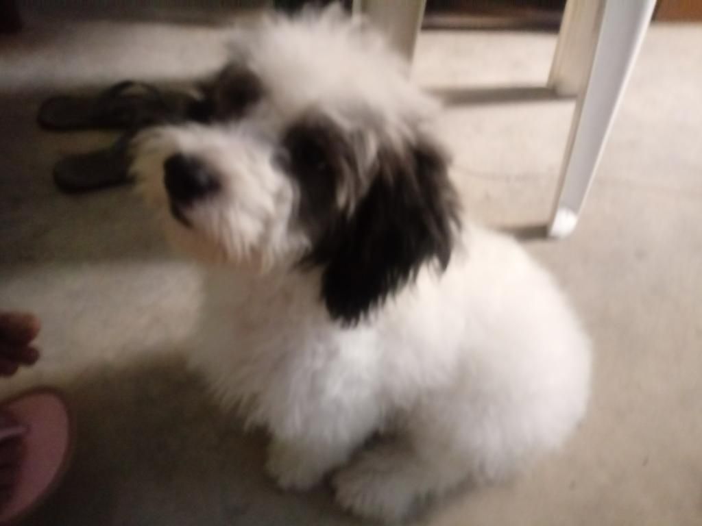 en Venta Perrito Raza Shih Tzu