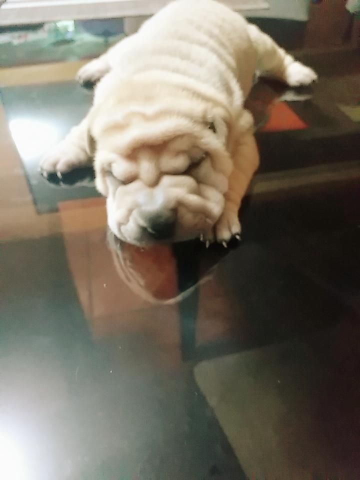 CACHORRO RAZA SHAR PEI