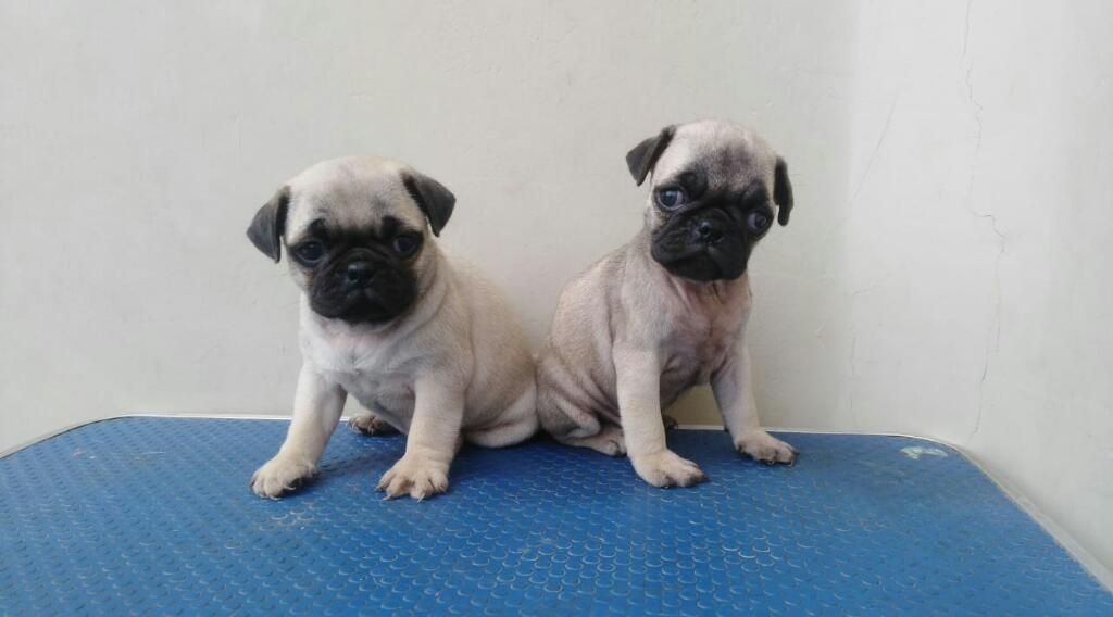 Cachorros Pug Carlino