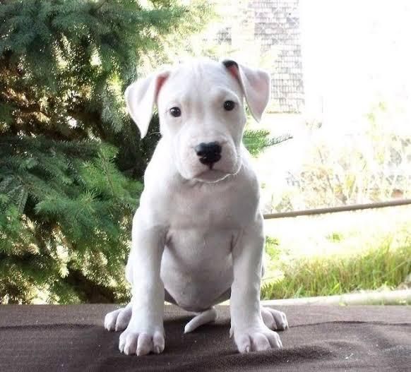 Dogo Argentino en venta