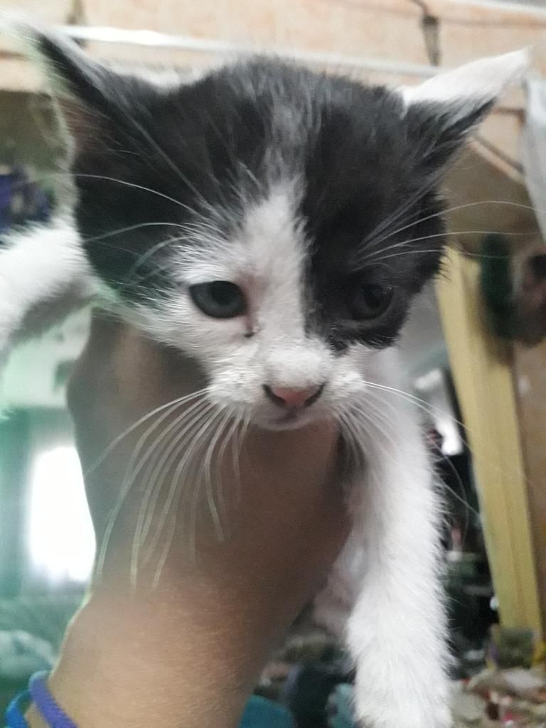 Gatita en Adopción