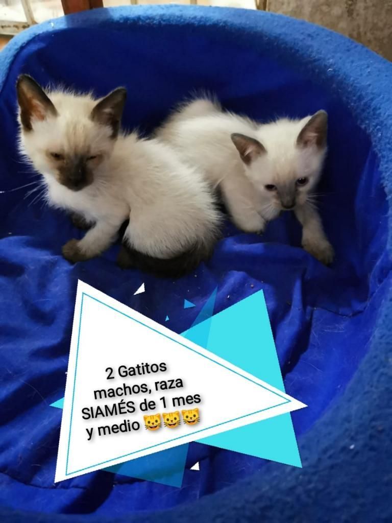 Gatos Siames