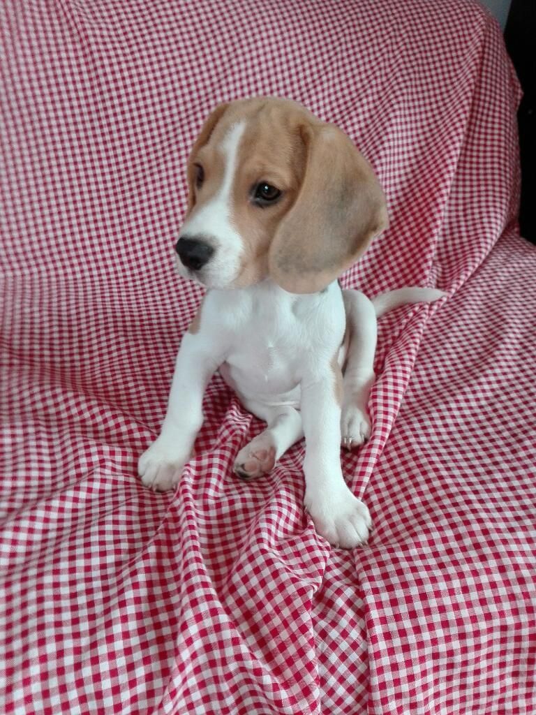 Vendo Beagle