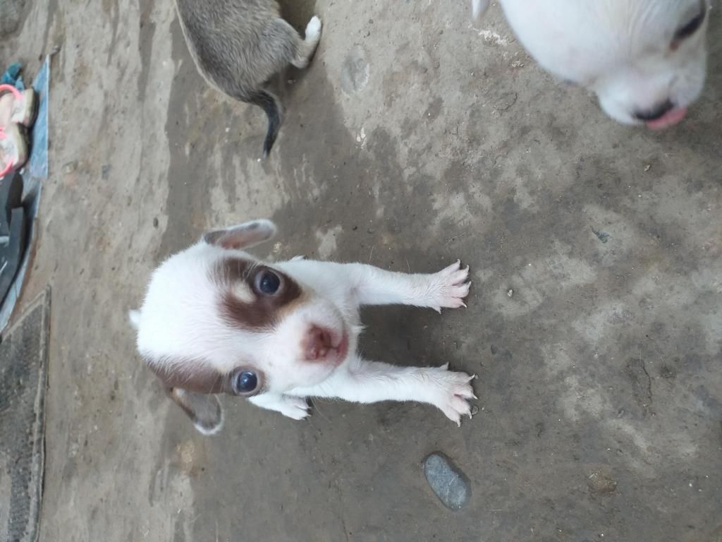 Vendo cachorros chihuahua