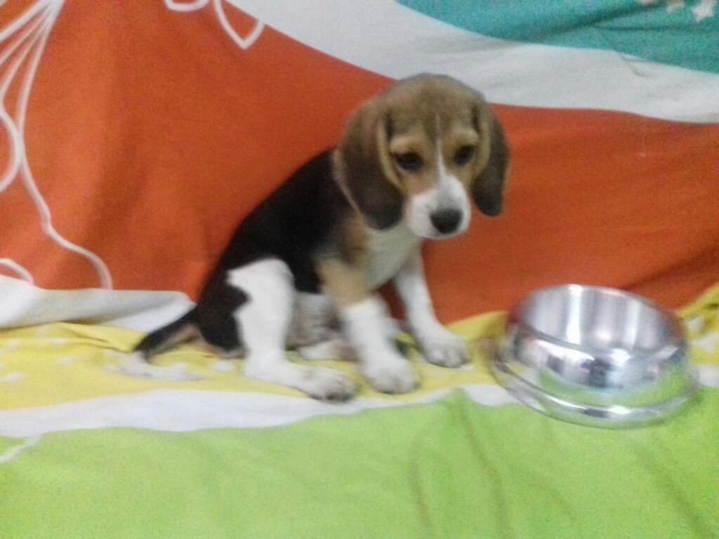 Beagle Tierno Cachorro