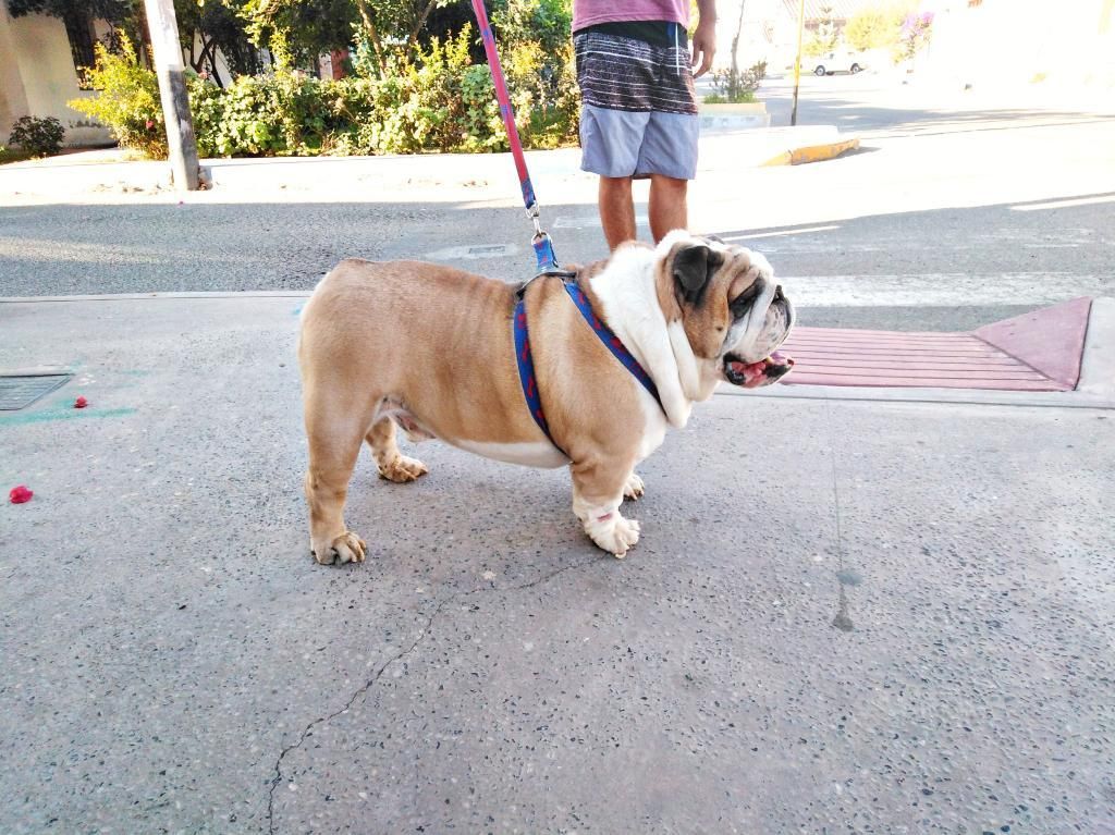 Bulldog Ingles Servicio Monta