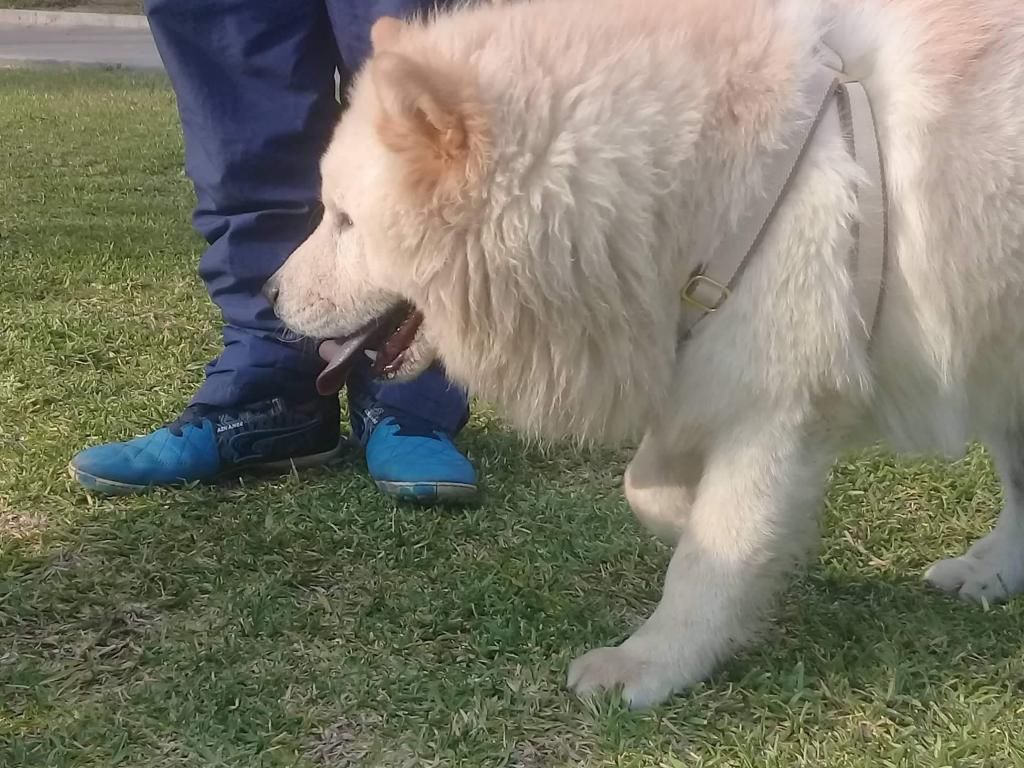 CHOW CHOW SERVICIO DE MONTA