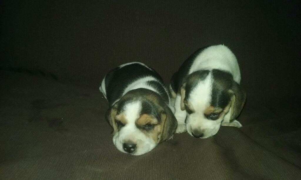 Cachorritos Beagles en Venta