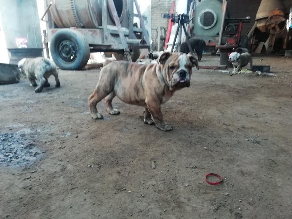Cachorro Bulldog Inglés