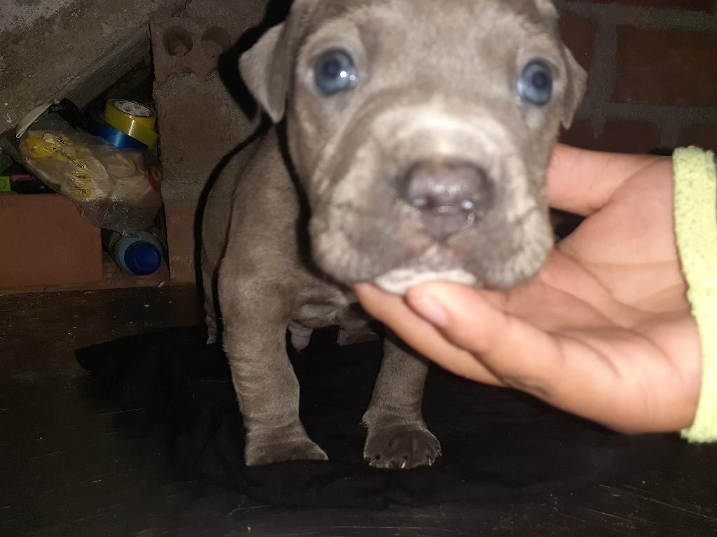 Cachorro Pitbull Bully