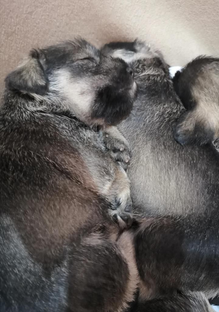 Cachorros Schnauzer Trujillo