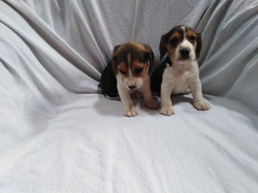 Ejemplares Cachorros Beagle Tricolor