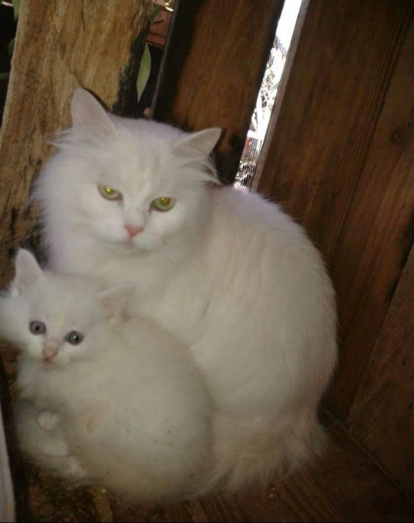 Gato Angora Blanco