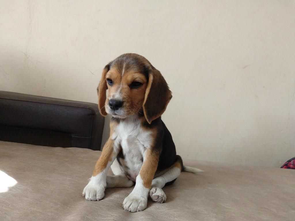 Hermosa Cachorra Beagle