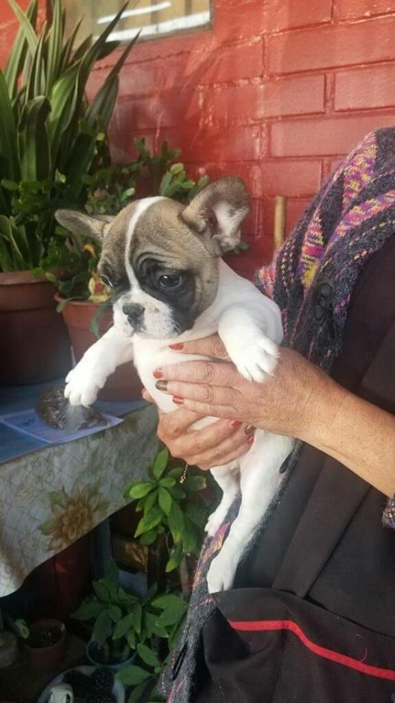 Hermosos Bulldog Frensh Unicos