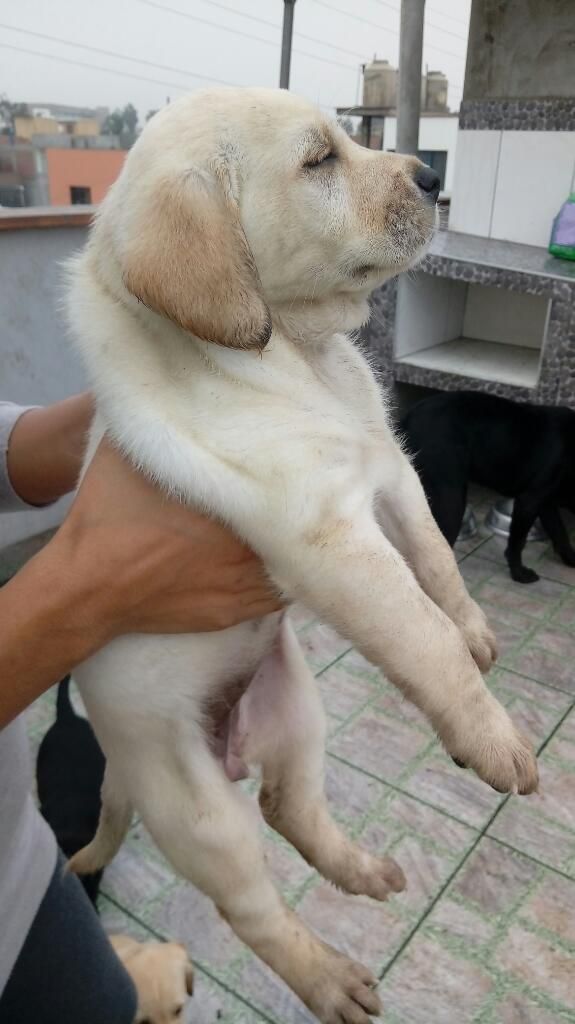 Labrador Retriever