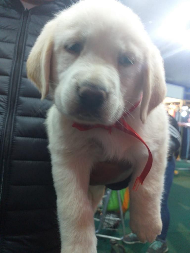 Se Vende Labrador