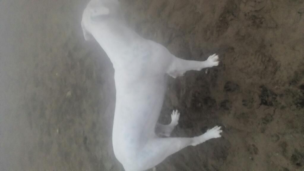 Servicio de Monta Dogo Argentino