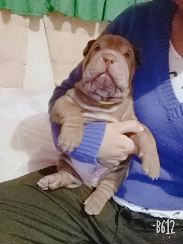 Shar Pei